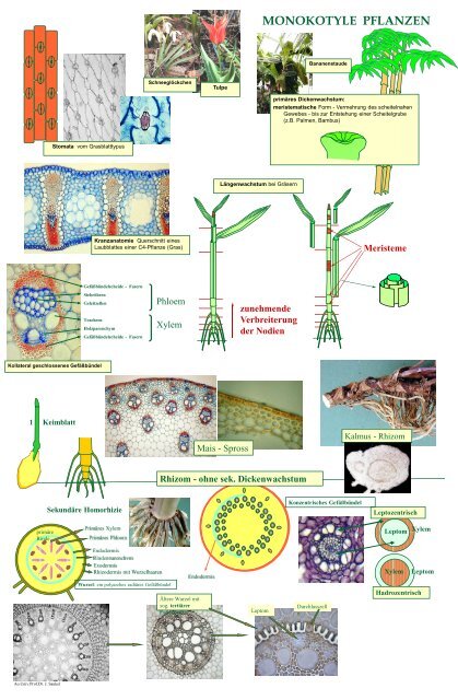 Biologie f. Pharmazeuten - PharmXplorer