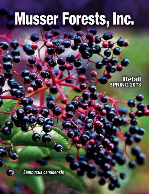 Download Here Musser Forests