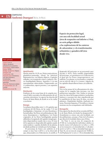 Anthemis bourgaei.pdf