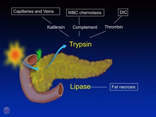 Staging Laparoscopy with Laparoscopic Ultrasonography ...