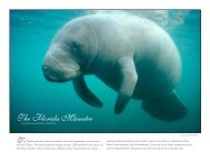 Manatee Anatomy - Save the Manatee Club