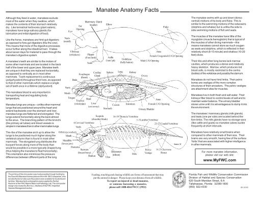 Manatee Anatomy - Save the Manatee Club