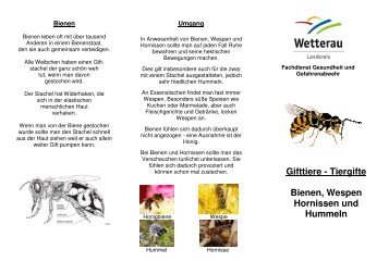 Flyer, Bienen, Wespen, Hornissen und Hummeln - Der Wetteraukreis
