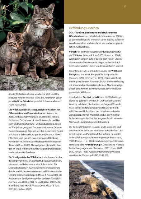 Aktionsplan Wildkatze Rhön - RhönNatur