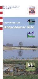 Naturschutzgebiet Bingenheimer Ried - (NABU) Bingenheim
