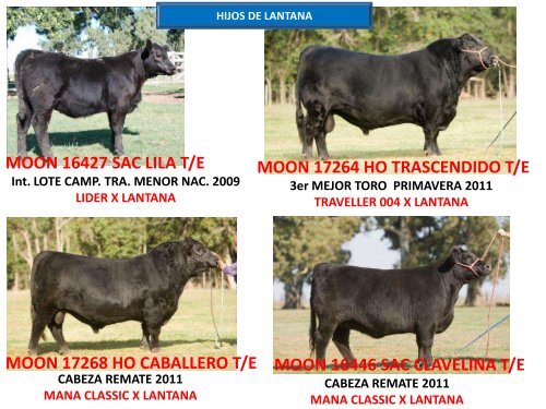 ORCA T/E - Cabaña La Pluma de Firpo