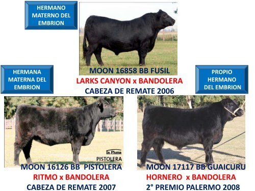 ORCA T/E - Cabaña La Pluma de Firpo