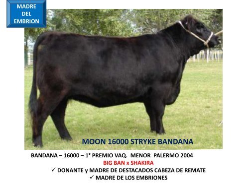 ORCA T/E - Cabaña La Pluma de Firpo