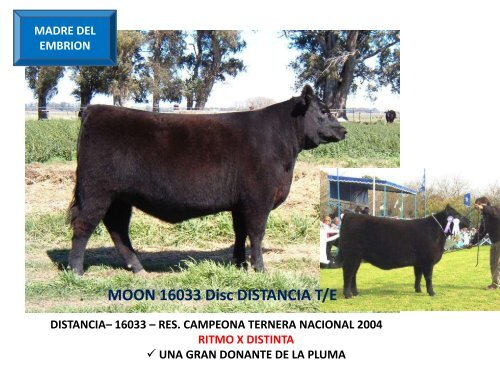 ORCA T/E - Cabaña La Pluma de Firpo