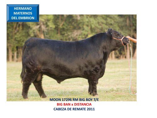 ORCA T/E - Cabaña La Pluma de Firpo