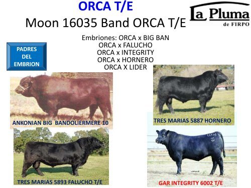 ORCA T/E - Cabaña La Pluma de Firpo
