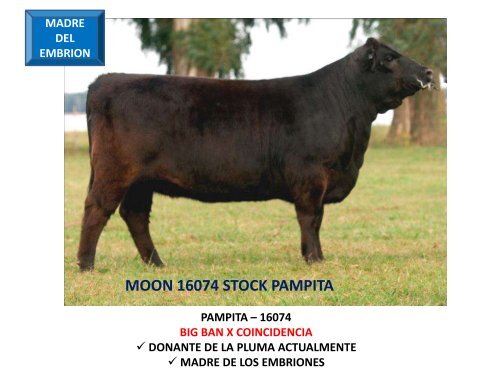ORCA T/E - Cabaña La Pluma de Firpo