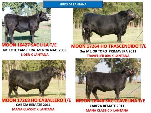 ORCA T/E - Cabaña La Pluma de Firpo