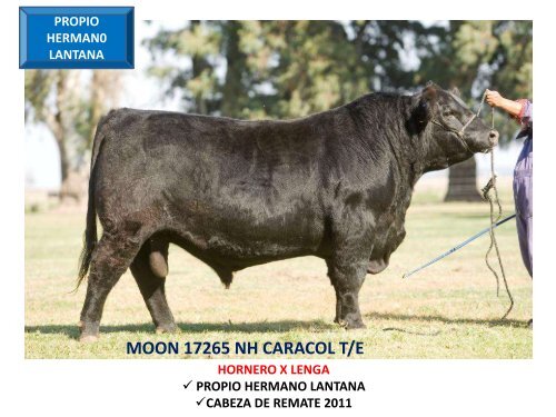 ORCA T/E - Cabaña La Pluma de Firpo