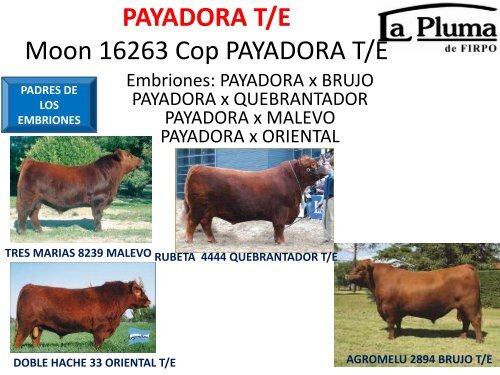 ORCA T/E - Cabaña La Pluma de Firpo