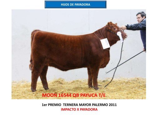 ORCA T/E - Cabaña La Pluma de Firpo