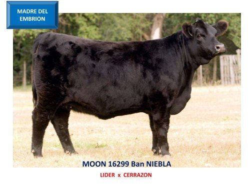ORCA T/E - Cabaña La Pluma de Firpo