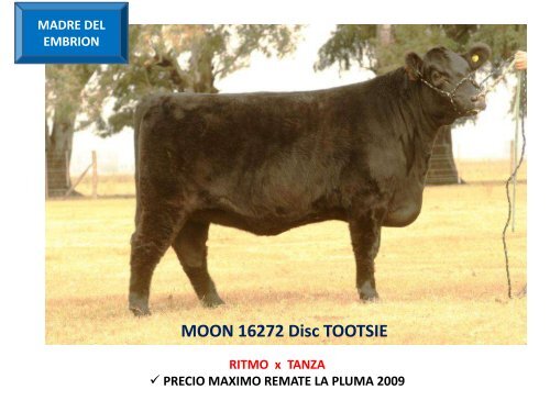 ORCA T/E - Cabaña La Pluma de Firpo