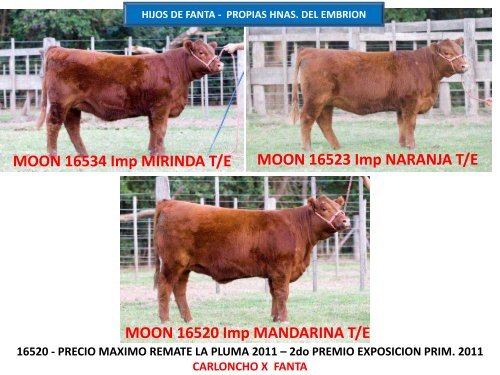 ORCA T/E - Cabaña La Pluma de Firpo