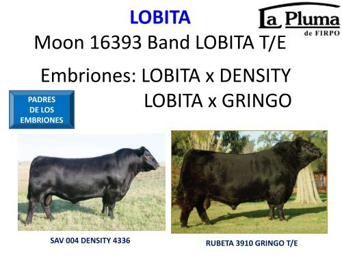 ORCA T/E - Cabaña La Pluma de Firpo