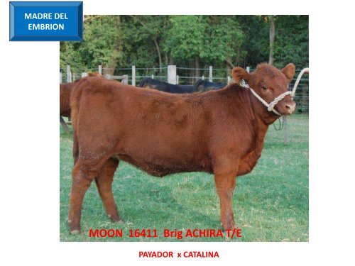 ORCA T/E - Cabaña La Pluma de Firpo