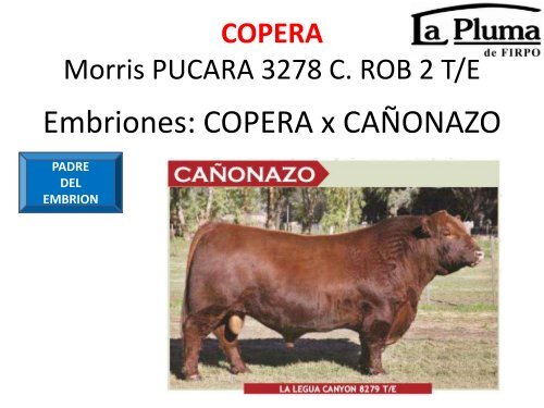 ORCA T/E - Cabaña La Pluma de Firpo