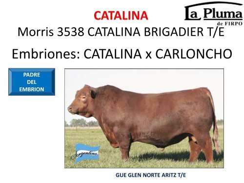 ORCA T/E - Cabaña La Pluma de Firpo