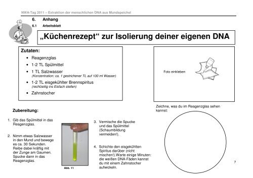 Extraktion der menschlichen DNA aus Mundspeichel - Staatliches ...