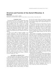 Structure and Function of the Ductuli Efferentes - University of Illinois ...