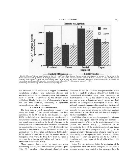 Structure and Function of the Ductuli Efferentes - University of Illinois ...