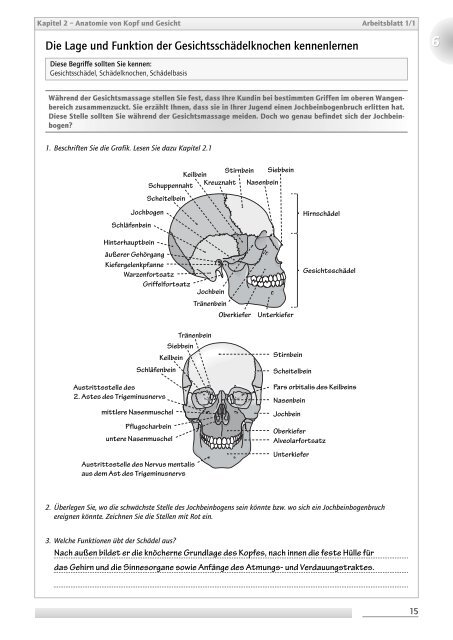 Die Lage und Funktion der Gesichtsschädelknochen kennenlernen