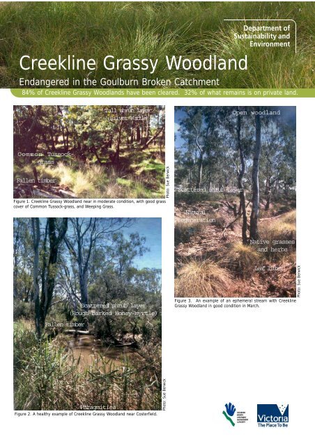 Why Creekline Grassy Woodlands are Threatened - Goulburn ...