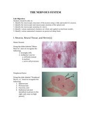 The study of nerves and nervous tissue