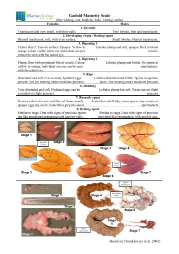 Gadoid Maturity Scale - Marine Institute