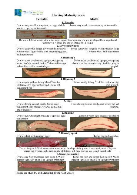 Gadoid Maturity Scale - Marine Institute