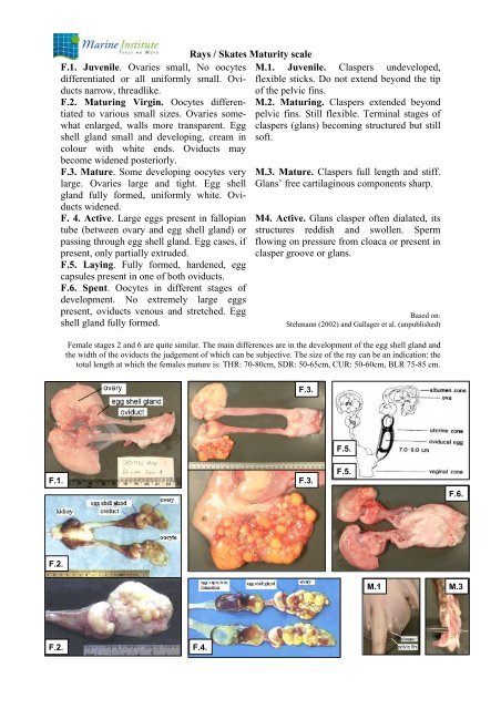 Gadoid Maturity Scale - Marine Institute