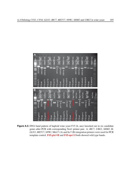 Identification of yeast genes involved in Sauvignon Blanc aroma ...