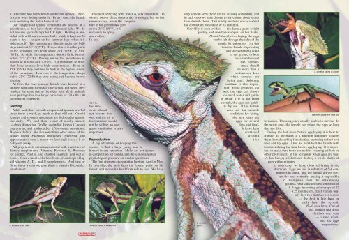 The Casquehead Iguana - Laemanctus serratus - Reptilia