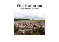 Flere levende lam - LandbrugsInfo