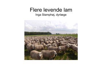 Flere levende lam - LandbrugsInfo