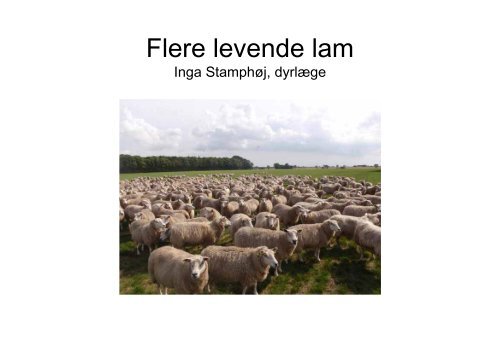 Flere levende lam - LandbrugsInfo