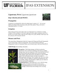 Ligustrum, Privet Ligustrum japonicum - Lake County Extension ...