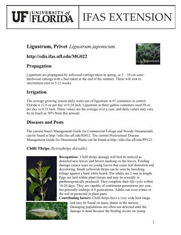 Ligustrum, Privet Ligustrum japonicum - Lake County Extension ...