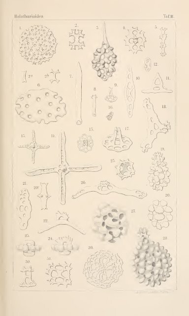 wissenschaftlich dargestellt in Wort und Bild