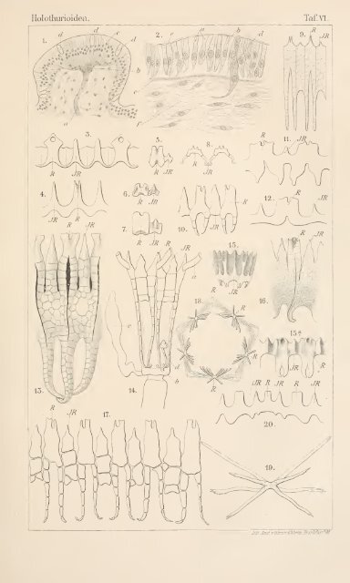 wissenschaftlich dargestellt in Wort und Bild