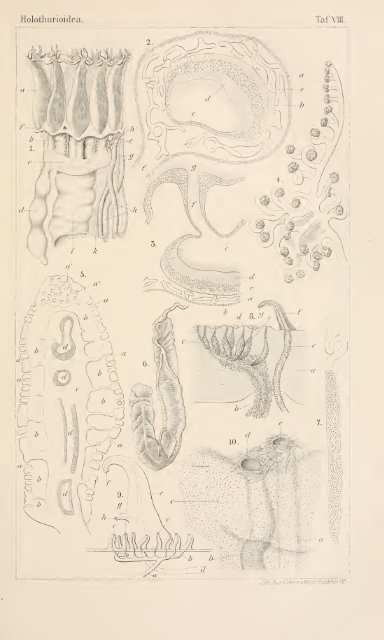 wissenschaftlich dargestellt in Wort und Bild