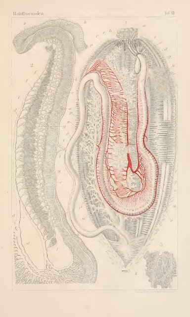 wissenschaftlich dargestellt in Wort und Bild