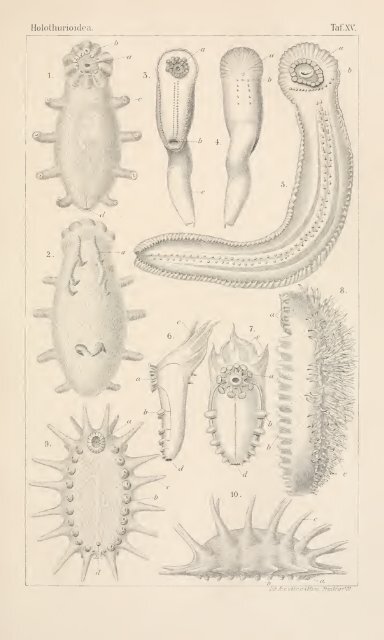 wissenschaftlich dargestellt in Wort und Bild