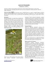 mayweed chamomile Anthemis cotula L. - Alaska Natural Heritage ...
