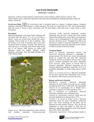 mayweed chamomile Anthemis cotula L. - Alaska Natural Heritage ...